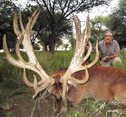 Ciervo de Marcial Gómez Sequeira